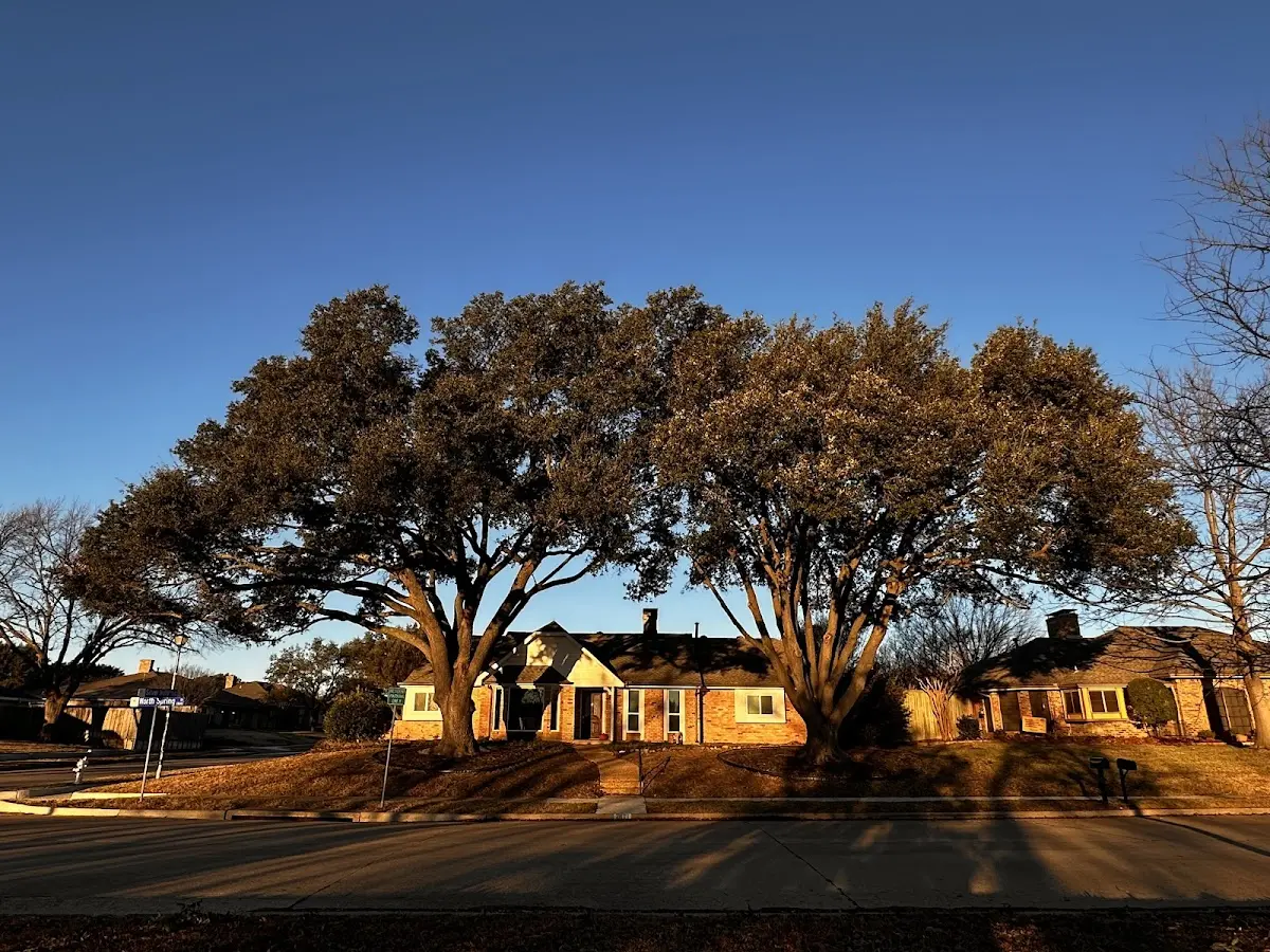 Established residential canopy tree shading a home in Afton